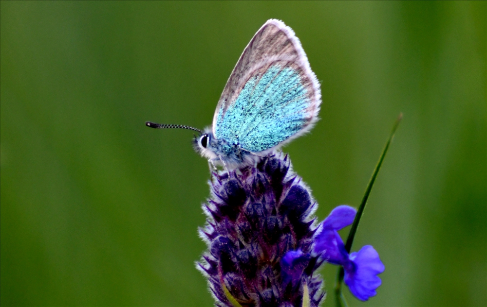 A butterfly sits on a flower in Sarikamis district of Kars, Turkey gallery image 1