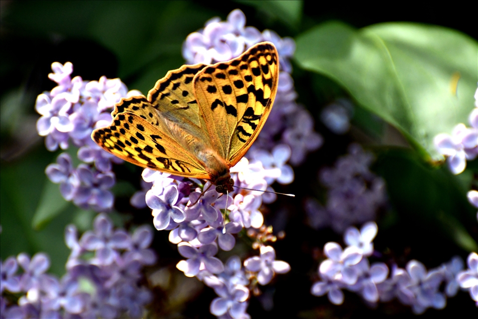 A butterfly sits on a flower in Sarikamis district of Kars, Turkey gallery image 4
