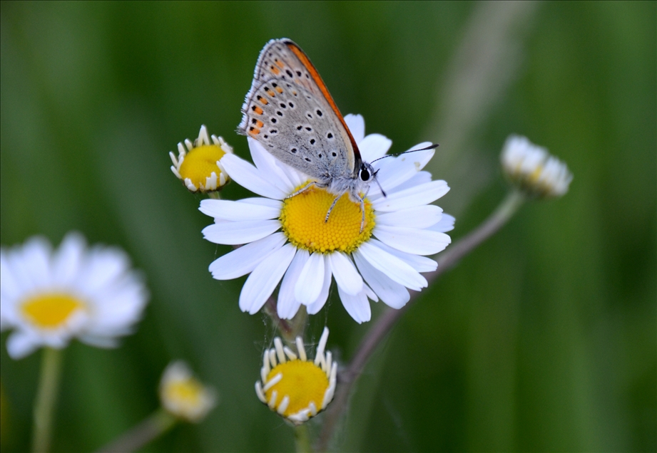 A butterfly sits on a flower in Sarikamis district of Kars, Turkey gallery image 2