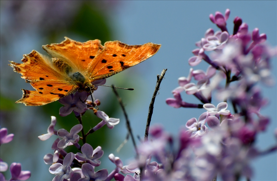 A butterfly sits on a flower in Sarikamis district of Kars, Turkey 5
