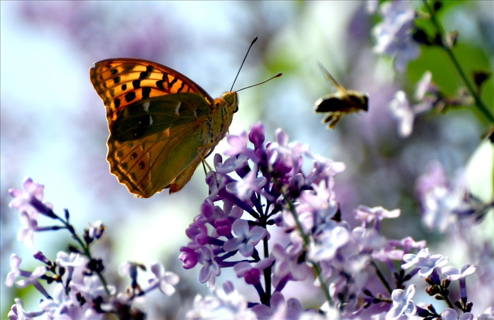 A butterfly sits on a flower in Sarikamis district of Kars, Turkey gallery image 6
