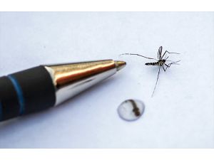 Invasive tiger mosquito real threat for Europe: Experts