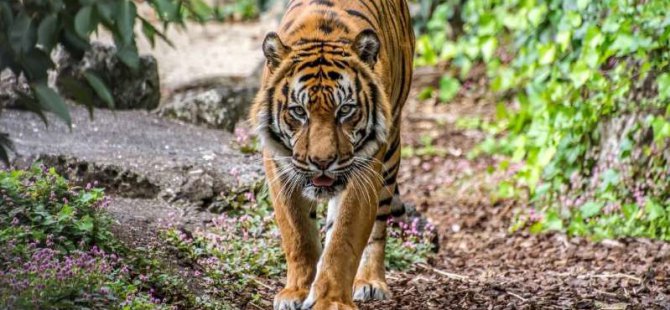 US: Tiger at New York zoo tests positive for COVID-19